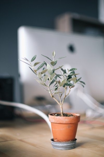 tree on desk » Top Rated Massage + Wellness Center in San Luis Obispo Top Rated Massage + Wellness Center in San Luis Obispo